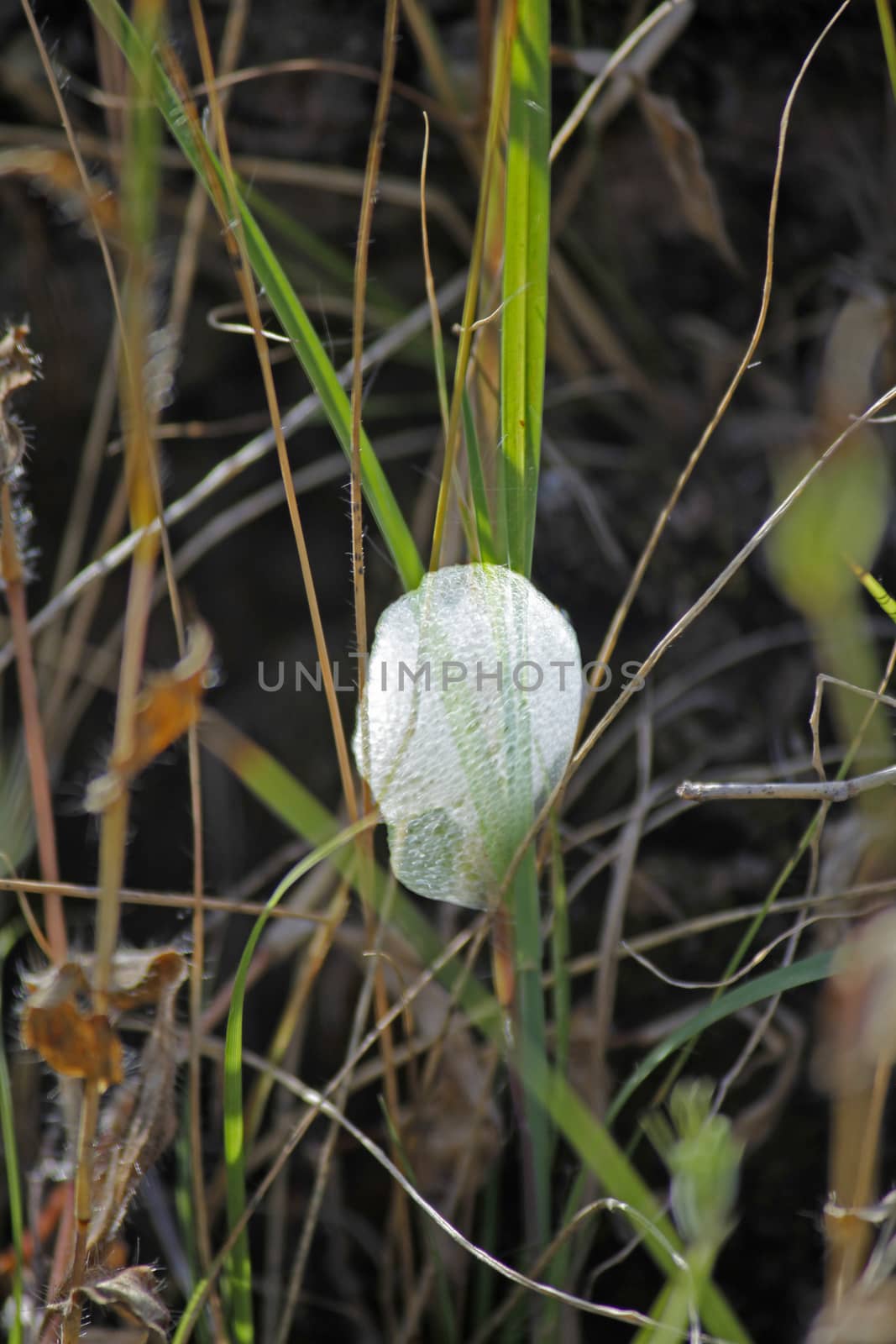 Cocoon Of Froghopper, Spittlebug Larvae, Cuckoo Spit. These families are best known for the nymph stage, which produces a cover of frothed-up plant sap resembling spit; the nymphs are therefore commonly known as spittlebugs and their froth as cuckoo spit.