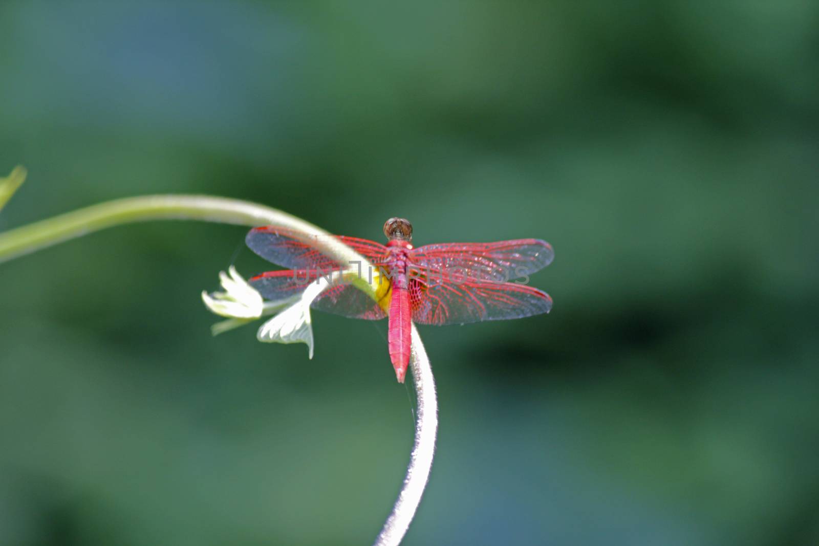 Scarlet dragonfly, Crocothemis erythraea. The adult male Scarlet Dragonfly has a bright red, widened abdomen, and small amber patches at the bases of the hindwings. Females and immatures are yellow-brown and have a conspicuous pale stripe along the top of the thorax.