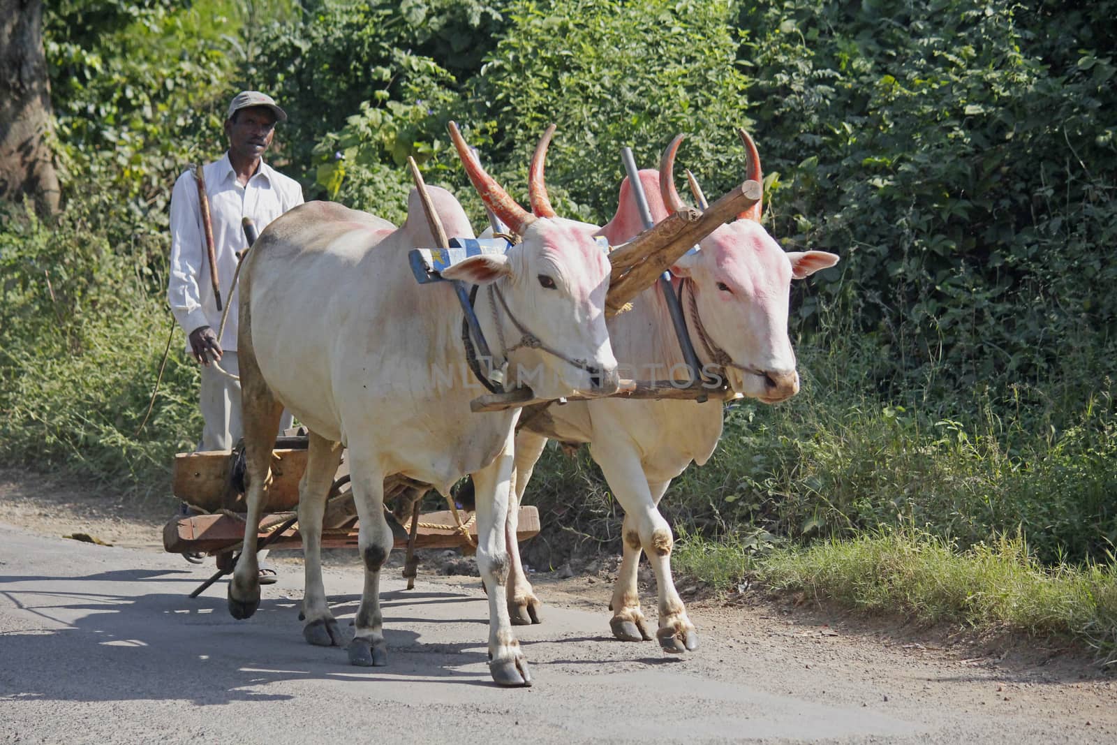 Farmar carrying a pair of bulls with plough by yands