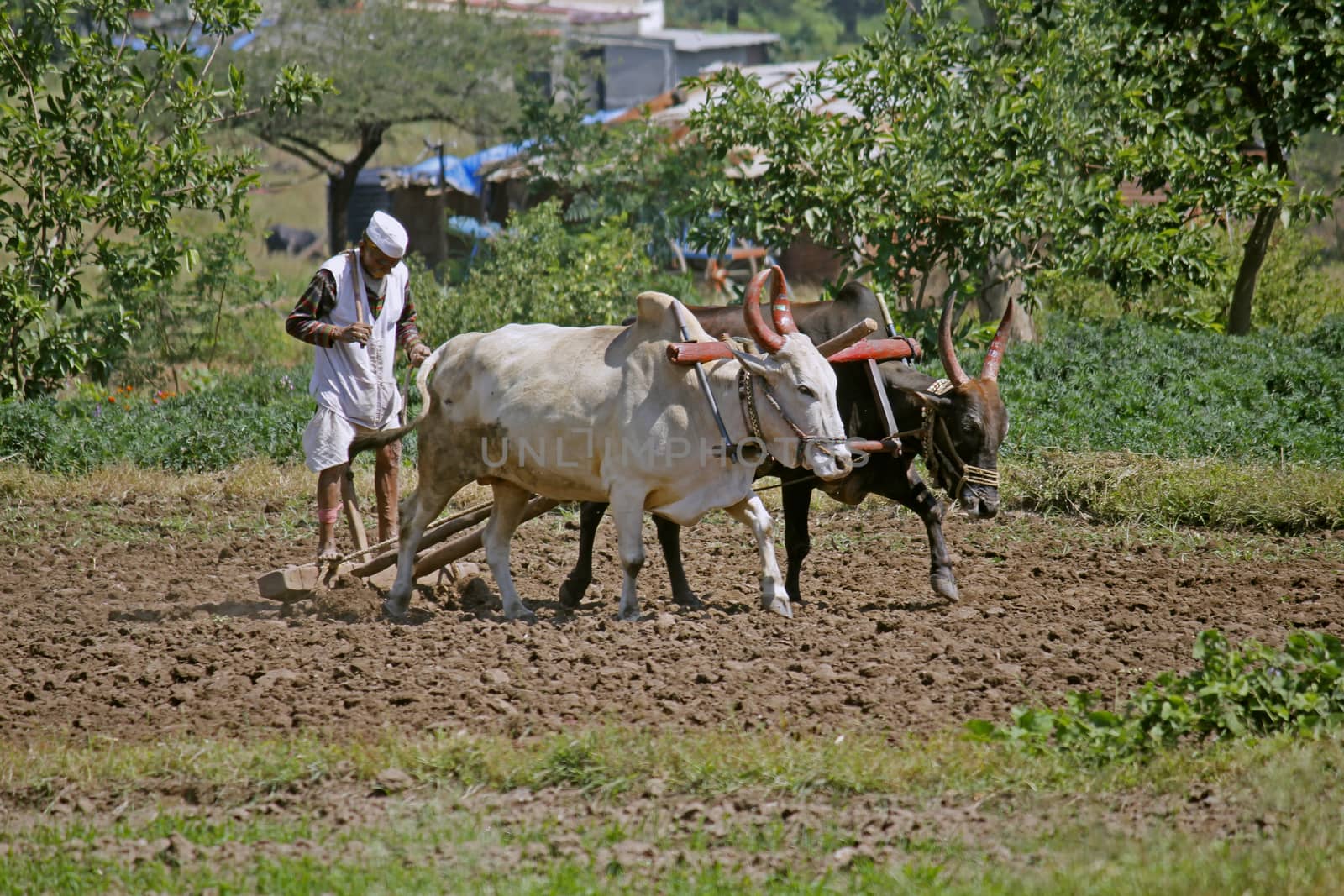 Farmer ploughing the field