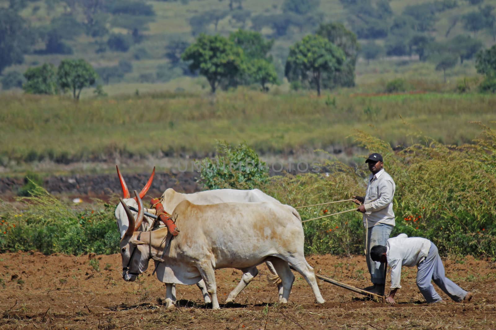 Farmer ploughing the field by yands