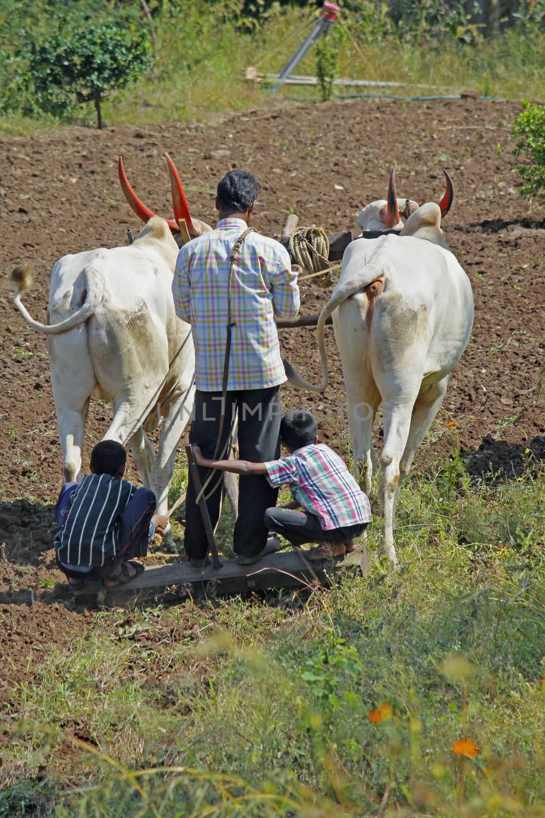 Farmer ploughing the field