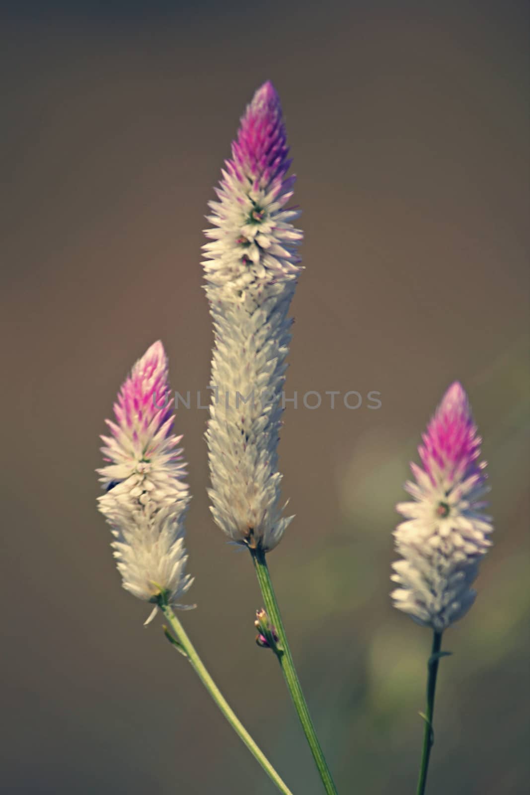 Celosia Argentea flowers, Silver Cockscomb, Flamingo Feathers, W by yands