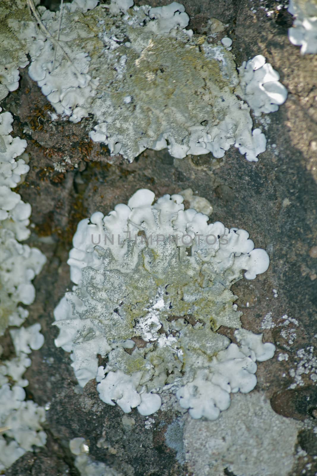 Xanthoparmelia, rock-shield lichen is a genus of foliose lichen in the Parmeliaceae family.[