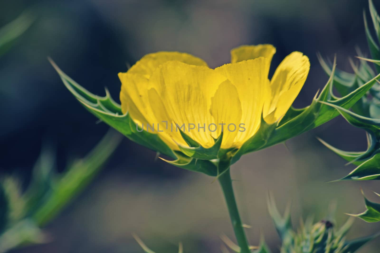 Argemone mexicana, Mexican poppy, Mexican prickly poppy, Flowering thistle is a species of poppy.