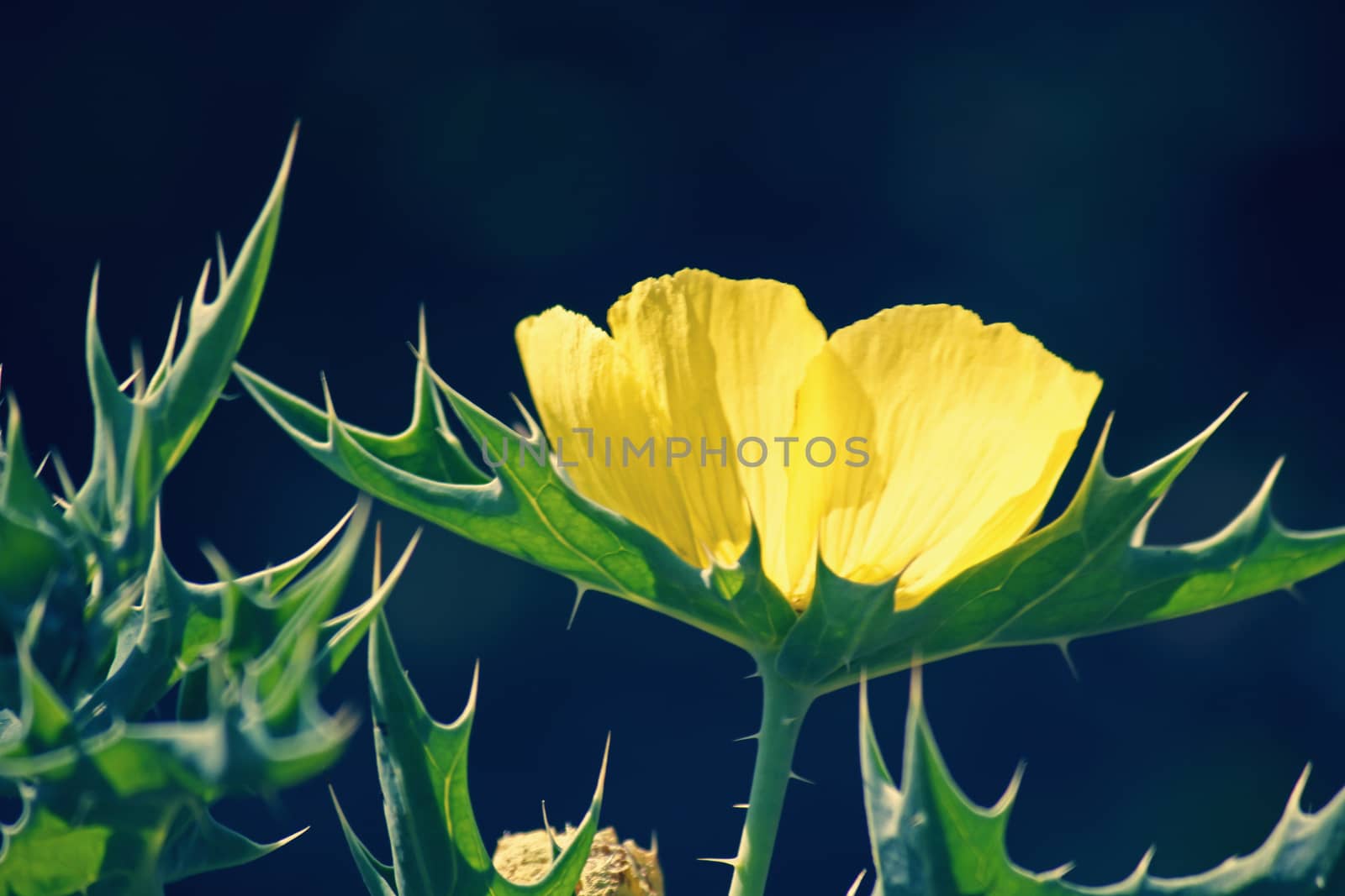 Argemone mexicana, Mexican poppy, Mexican prickly poppy by yands