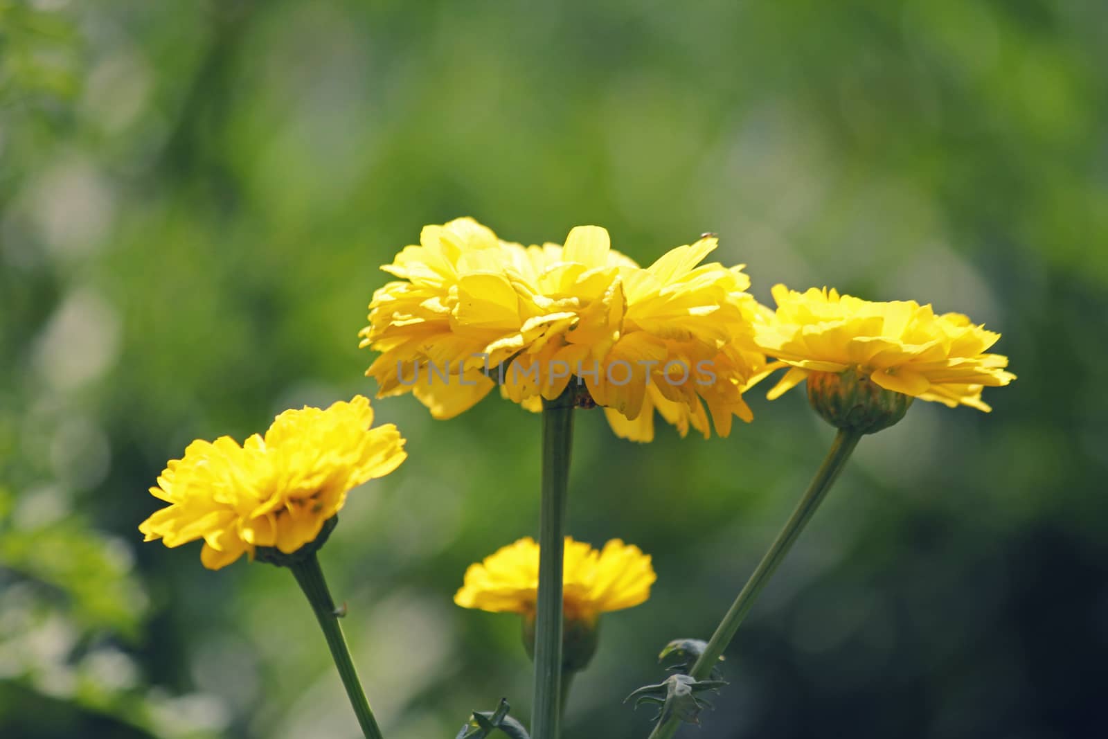 Calendula, Pot Marigold, English Marigold