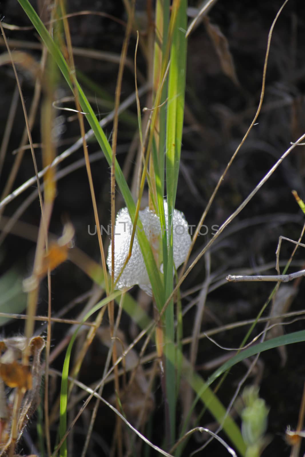 Cocoon Of Froghopper, Spittlebug Larvae, Cuckoo Spit. These families are best known for the nymph stage, which produces a cover of frothed-up plant sap resembling spit; the nymphs are therefore commonly known as spittlebugs and their froth as cuckoo spit.