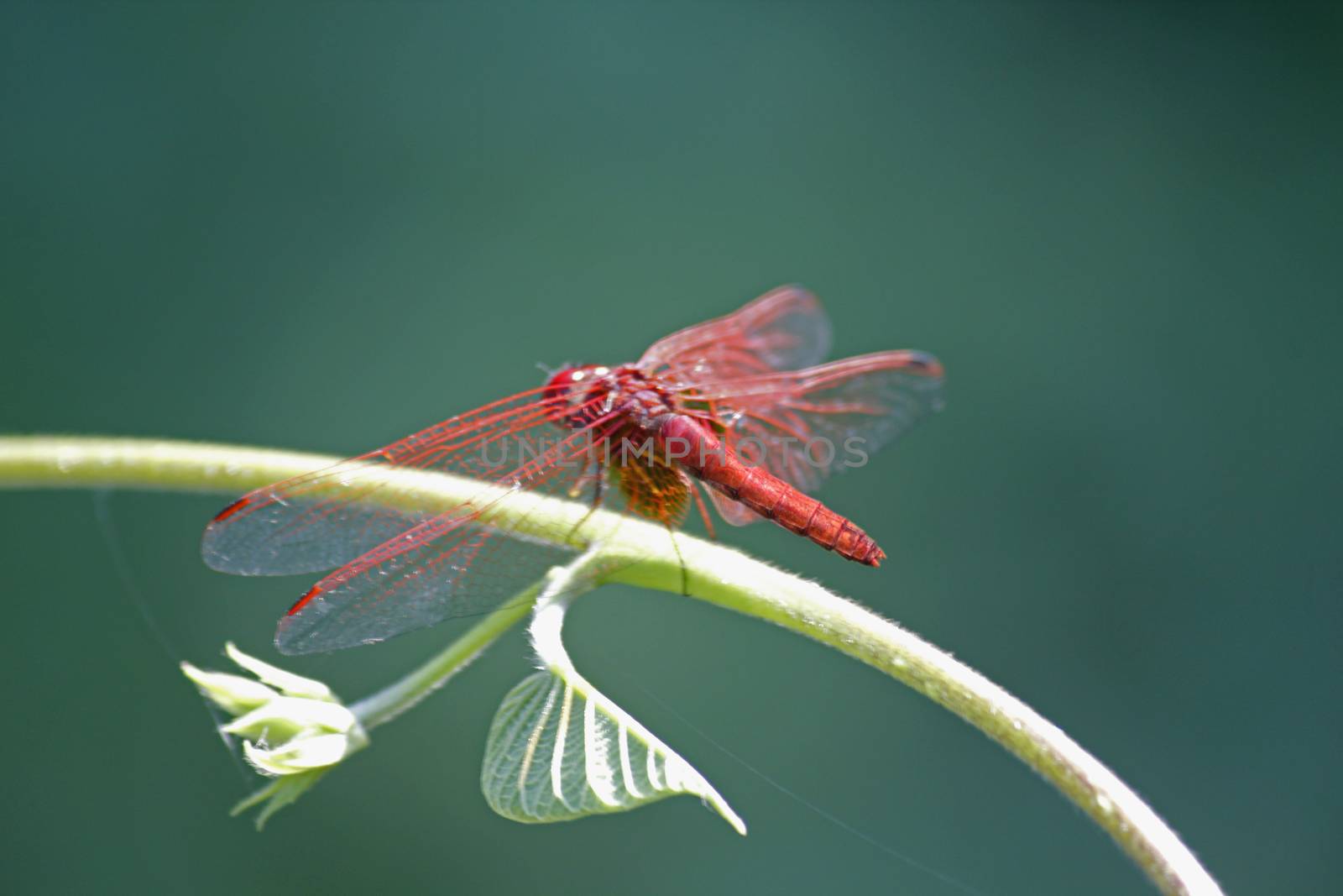 Scarlet dragonfly, Crocothemis erythraea. The adult male Scarlet Dragonfly has a bright red, widened abdomen, and small amber patches at the bases of the hindwings. Females and immatures are yellow-brown and have a conspicuous pale stripe along the top of the thorax.
