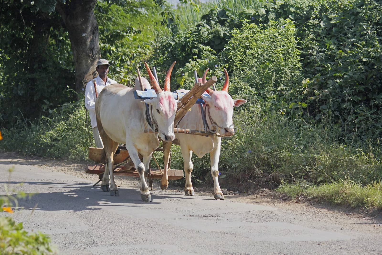 Farmar carrying a pair of bulls with plough by yands