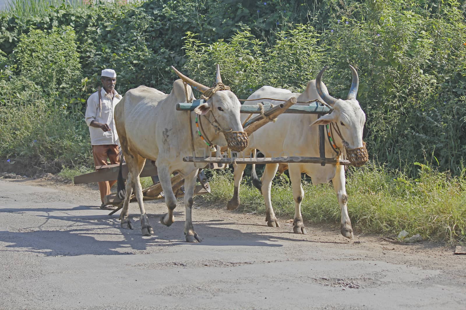 Farmar carrying a pair of bulls with plough by yands