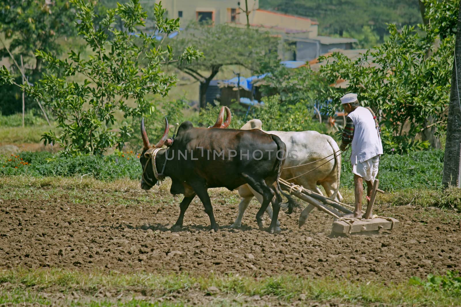 Farmer ploughing the field by yands