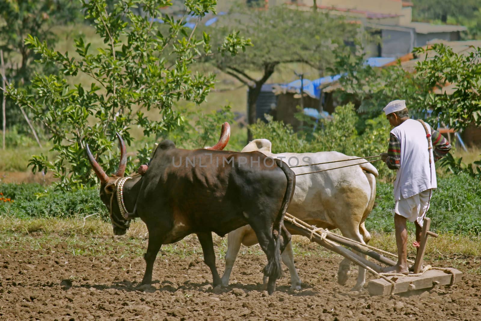 Farmer ploughing the field