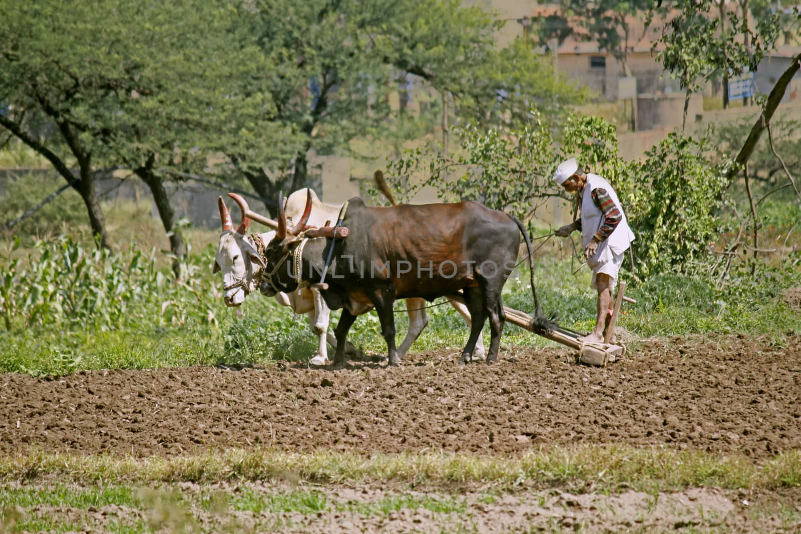 Farmer ploughing the field