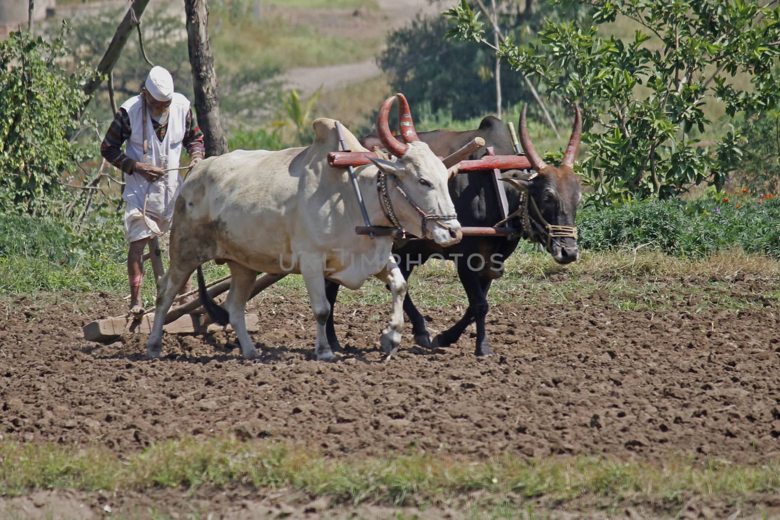 Farmer ploughing the field