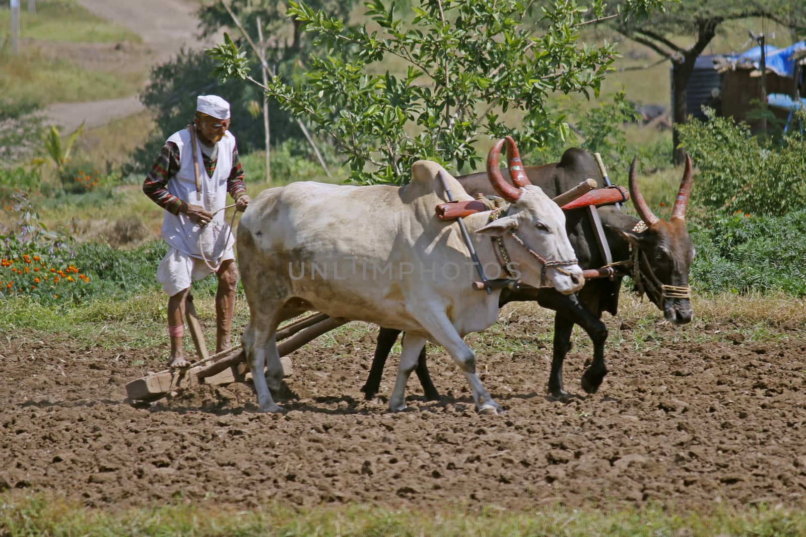 Farmer ploughing the field