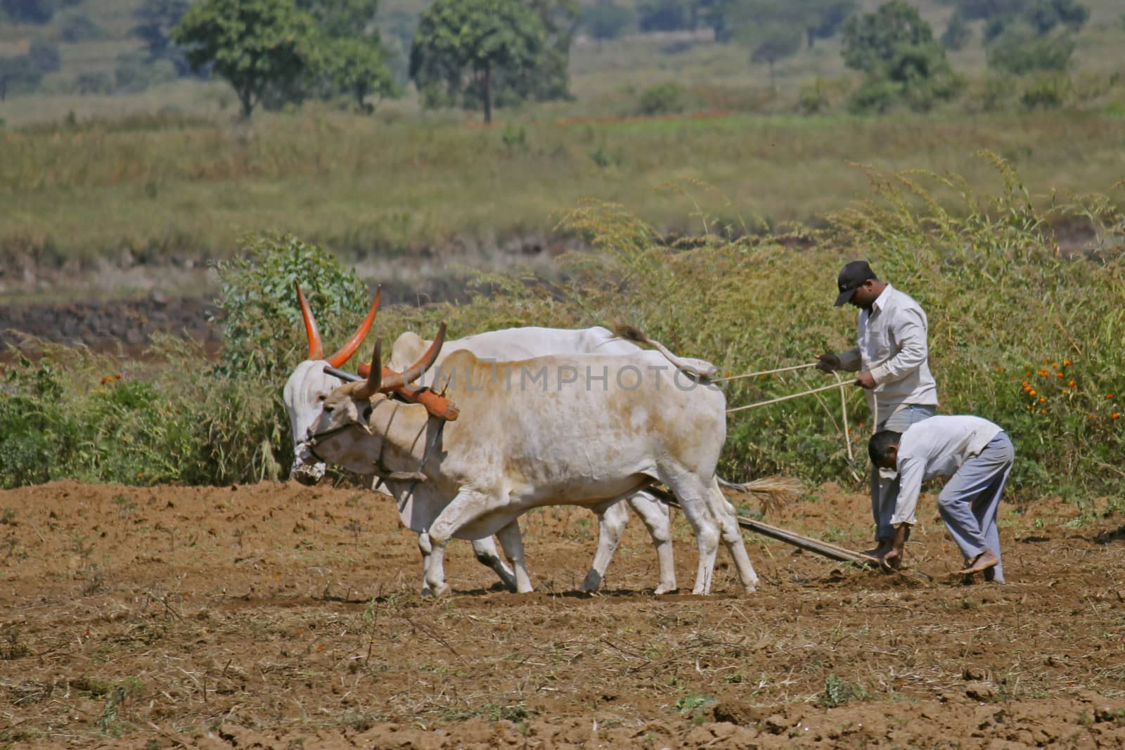 Farmer ploughing the field