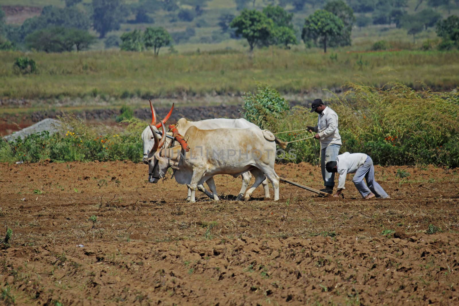 Farmer ploughing the field by yands
