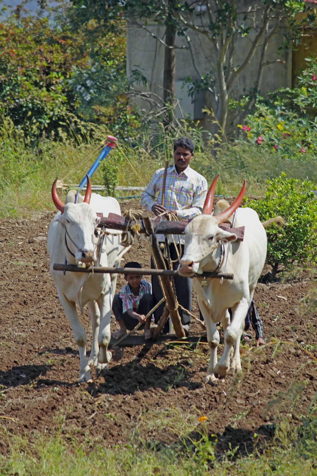 Farmer ploughing the field