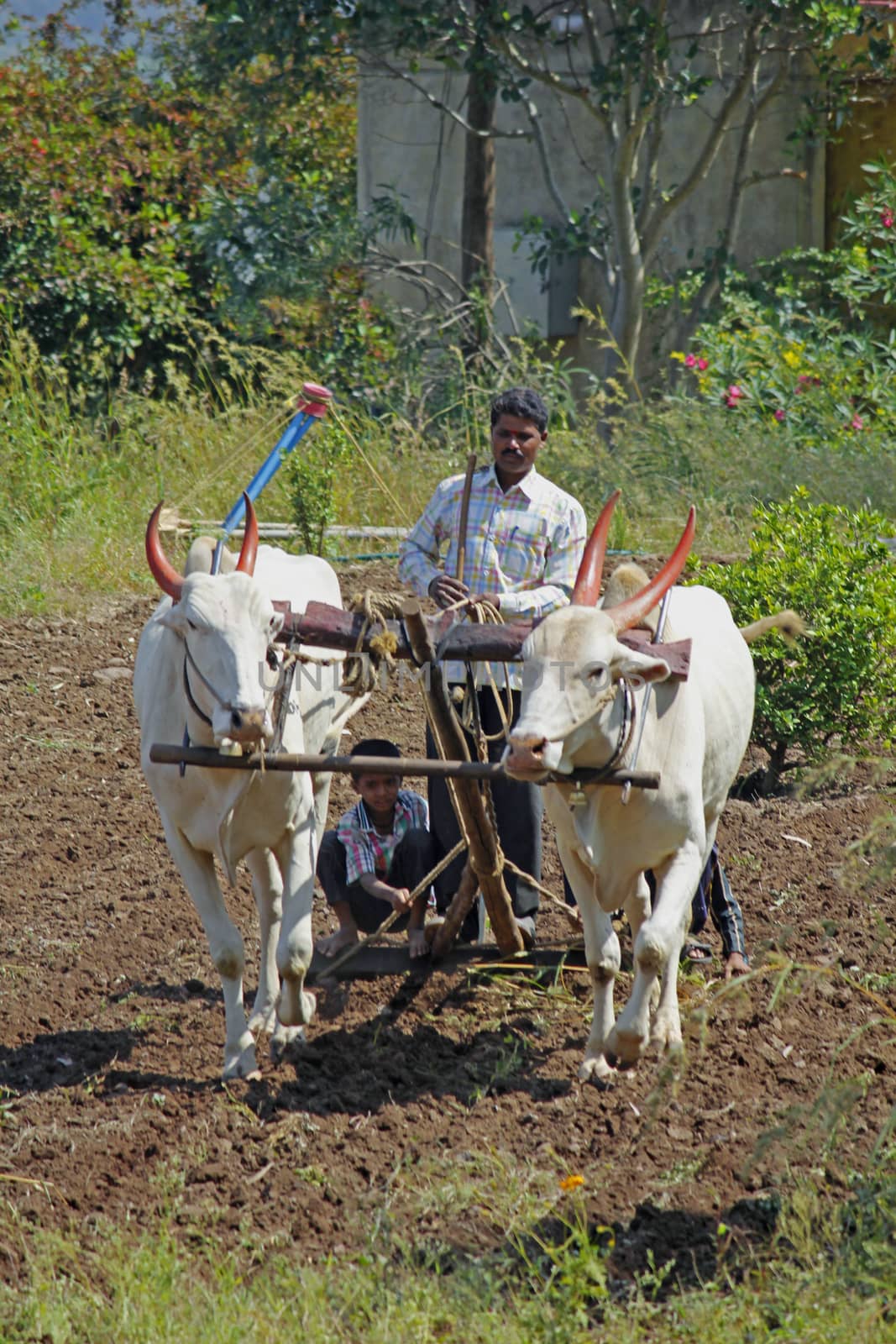 Farmer ploughing the field by yands