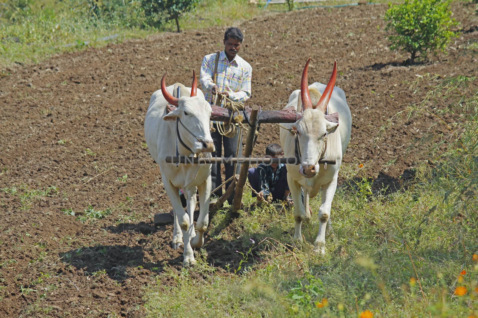 Farmer ploughing the field