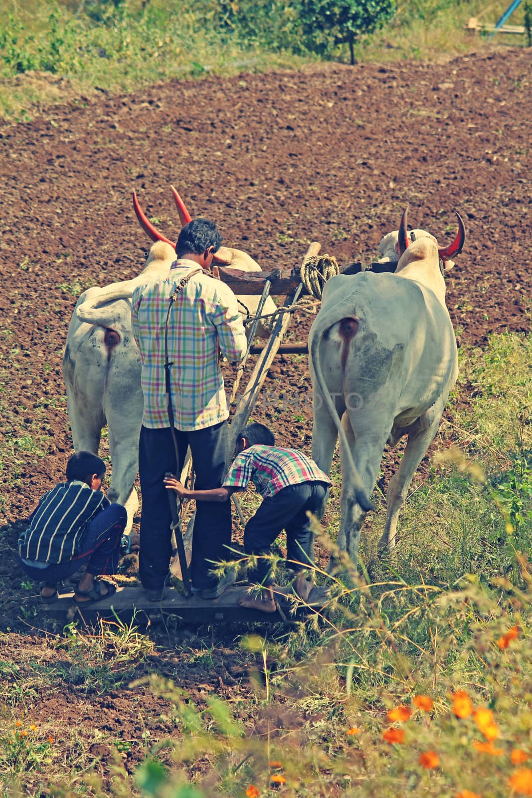 Farmer ploughing the field by yands