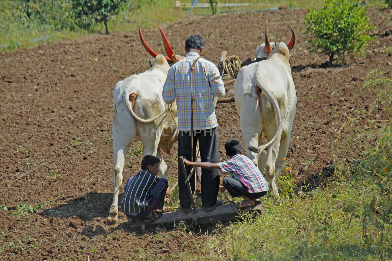 Farmer ploughing the field