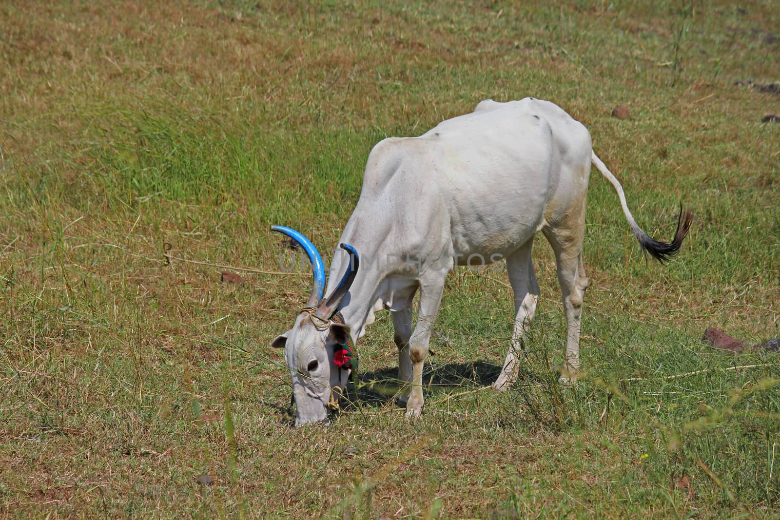 Bull grazing at the meadow