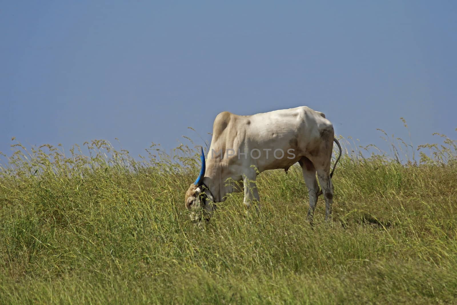 Bull grazing at the meadow