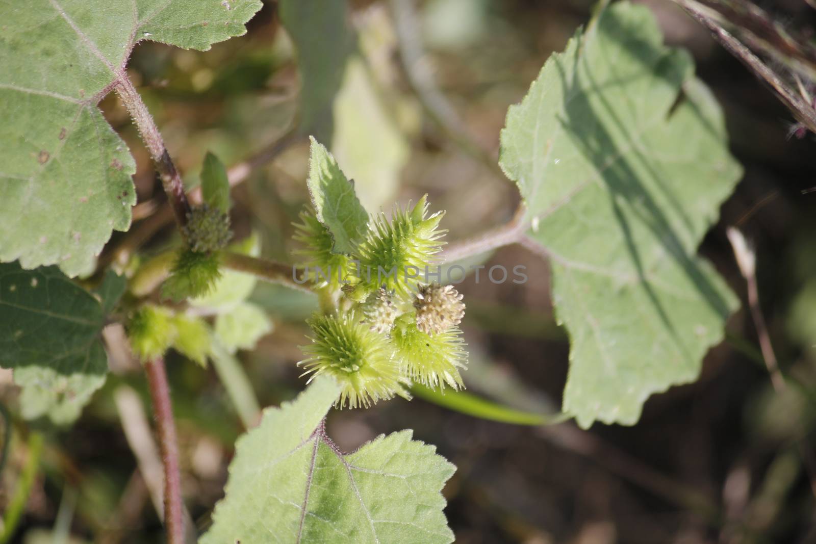 Fruits of Noogoora burr, Xanthium occidentale by yands