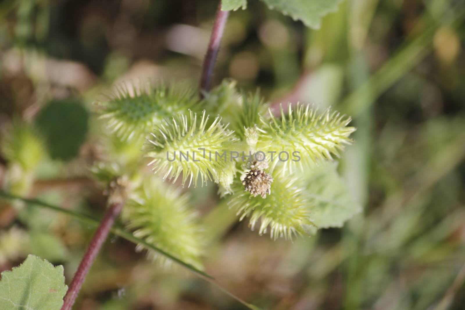 Fruits of Noogoora burr, Xanthium occidentale