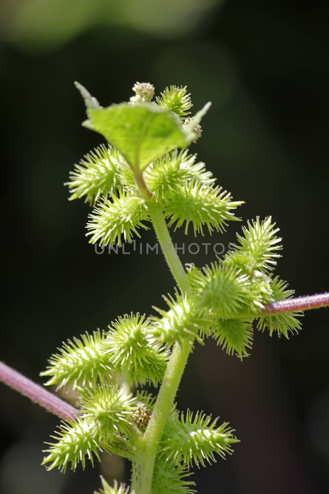 Fruits of Noogoora burr, Xanthium occidentale