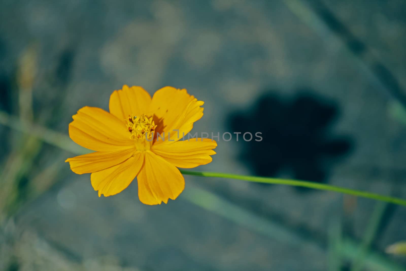 Orange cosmos flower  by yands