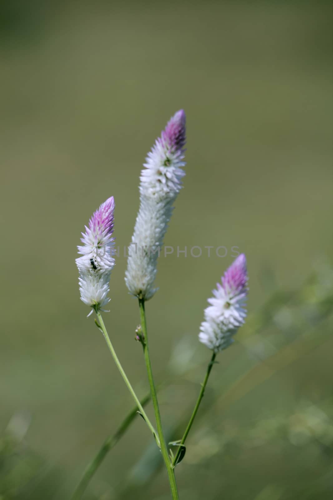 Celosia Argentea flowers, Silver Cockscomb, Flamingo Feathers, W by yands