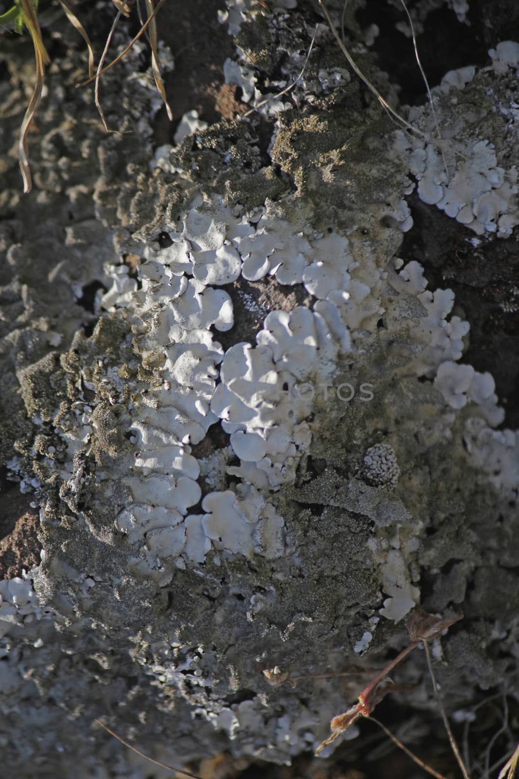 Xanthoparmelia, rock-shield lichen by yands