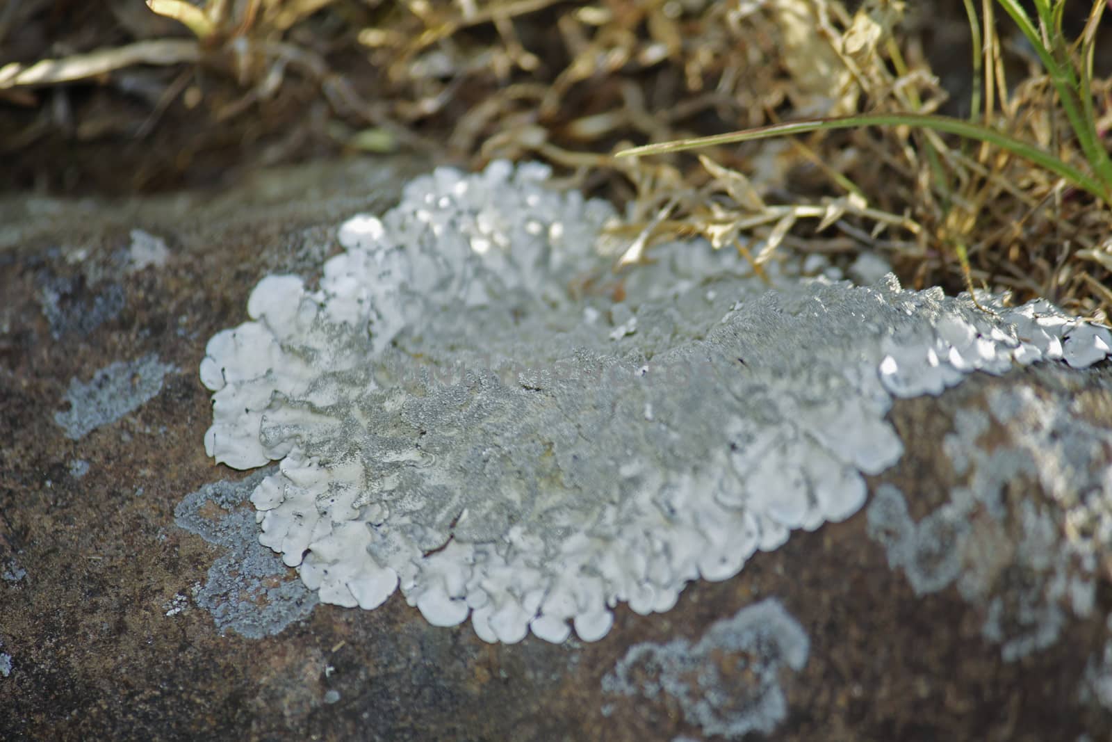 Xanthoparmelia, rock-shield lichen by yands