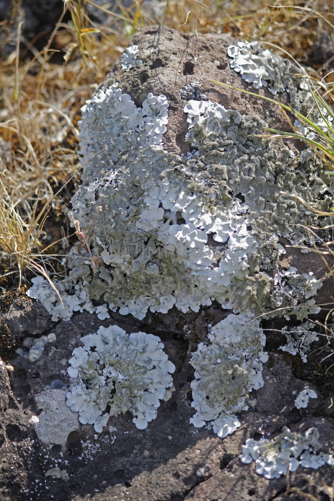 Xanthoparmelia, rock-shield lichen by yands