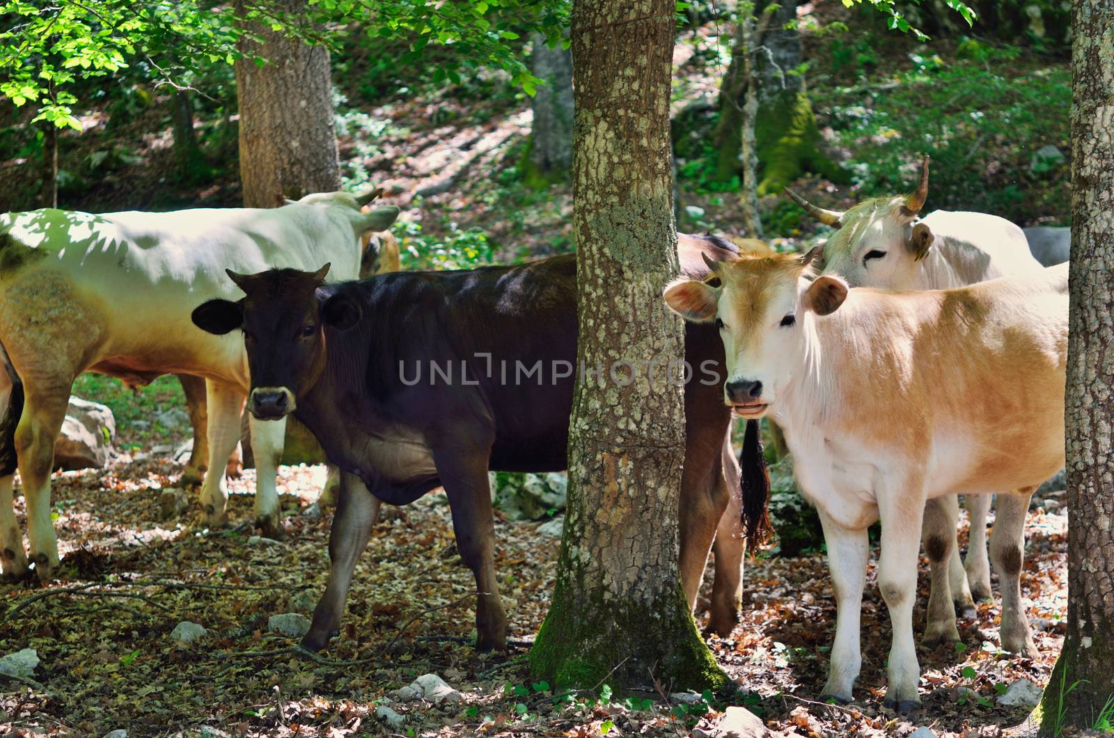 Mountain forest in Italy. Cattle grazing