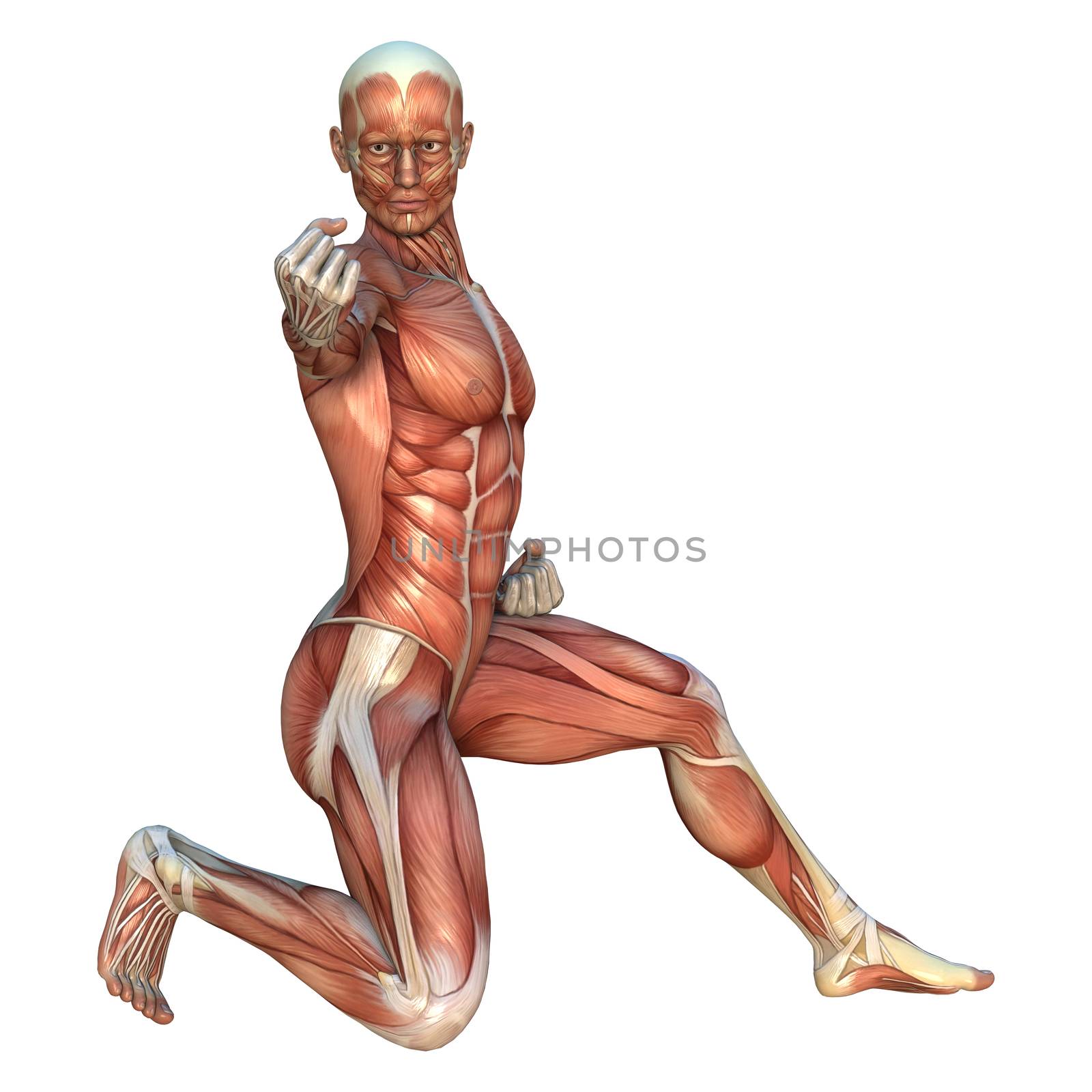 3D digital render of a human figure with muscle maps in a oi-zuki martial arts position isolated on white background