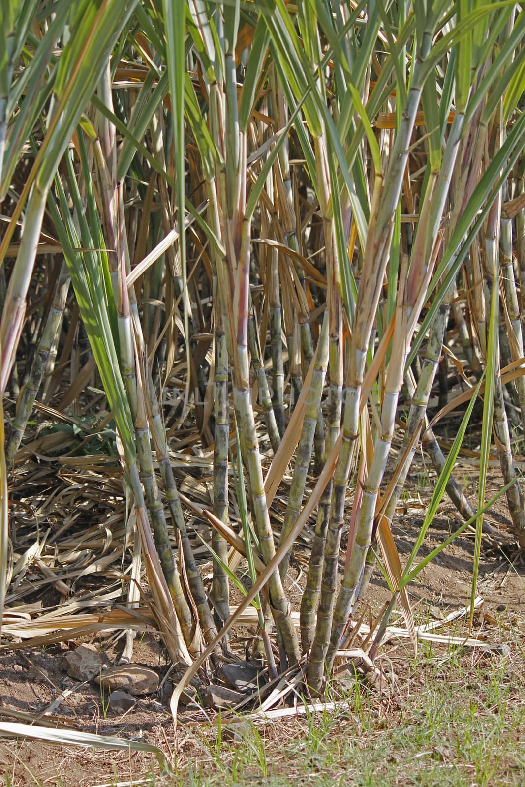 Field of Saccharum officinarum. Sugarcane  is any of several species of tall perennial true grasses of the genus Saccharum