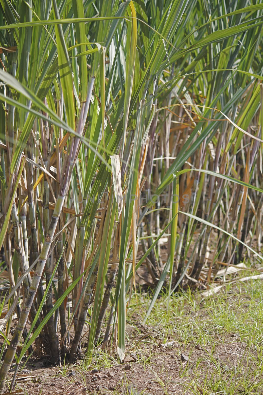 Field of Saccharum officinarum. Sugarcane  is any of several species of tall perennial true grasses of the genus Saccharum
