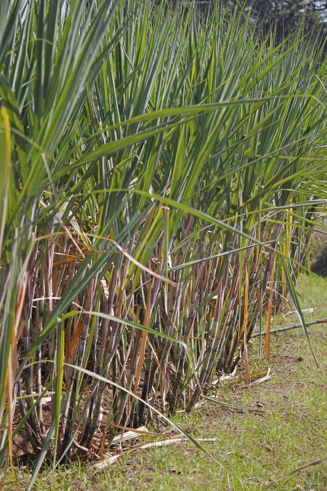 Field of Saccharum officinarum. Sugarcane  is any of several species of tall perennial true grasses of the genus Saccharum