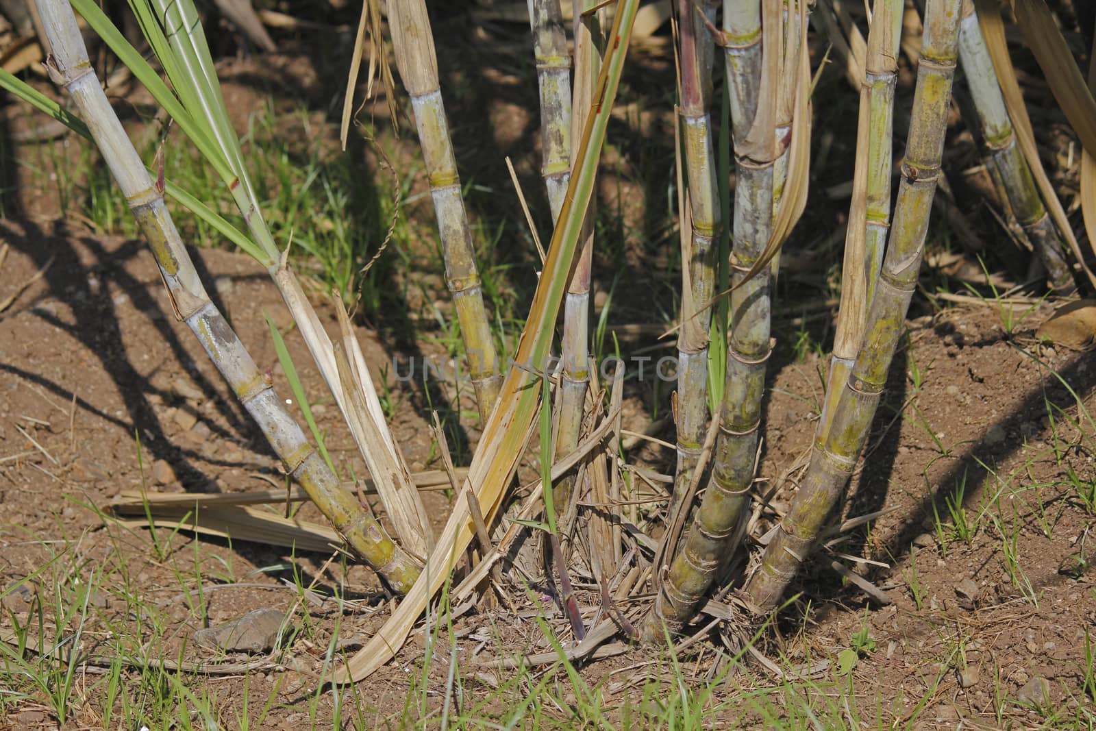 Field of Saccharum officinarum, Sugarcane by yands