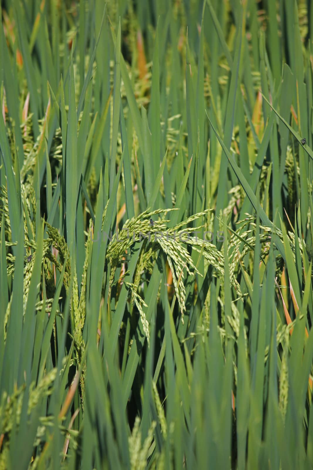 Oryza sativa, Rice Crop by yands