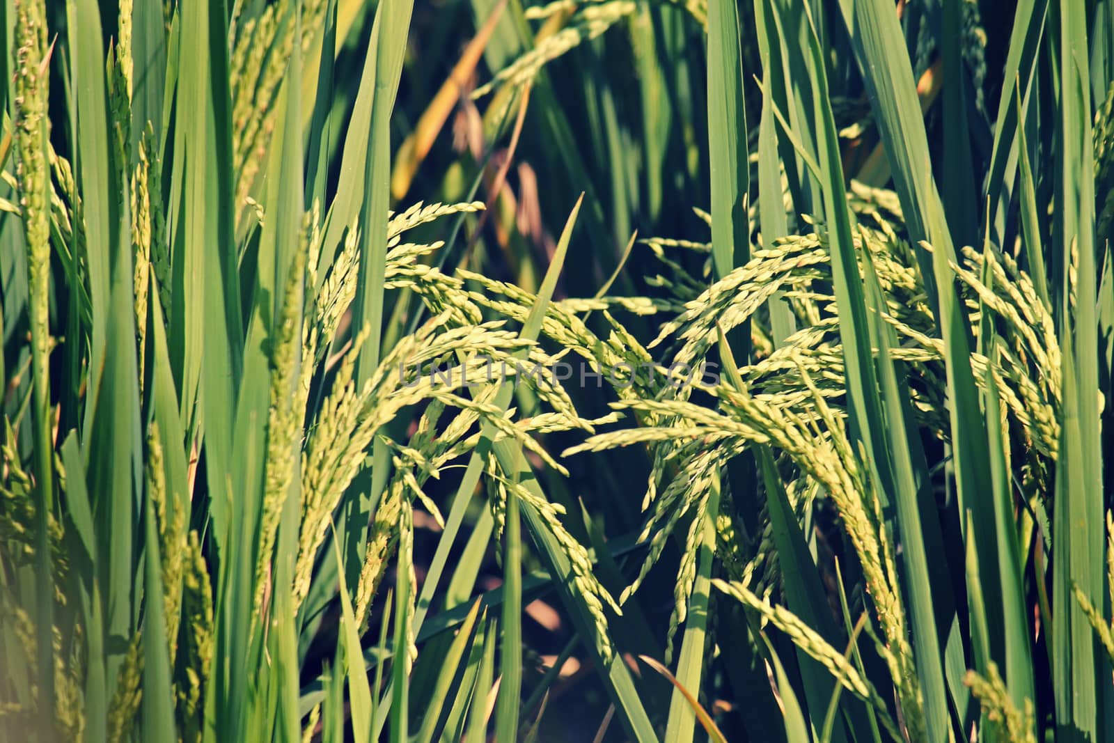 Oryza sativa, Rice Crop by yands