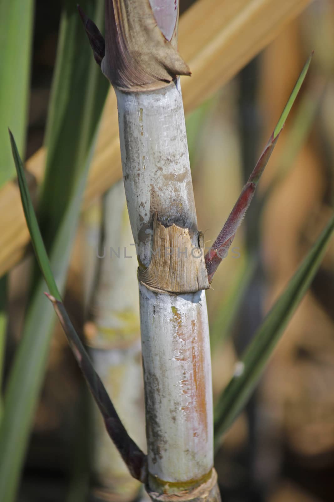 Field of Saccharum officinarum, Sugarcane by yands