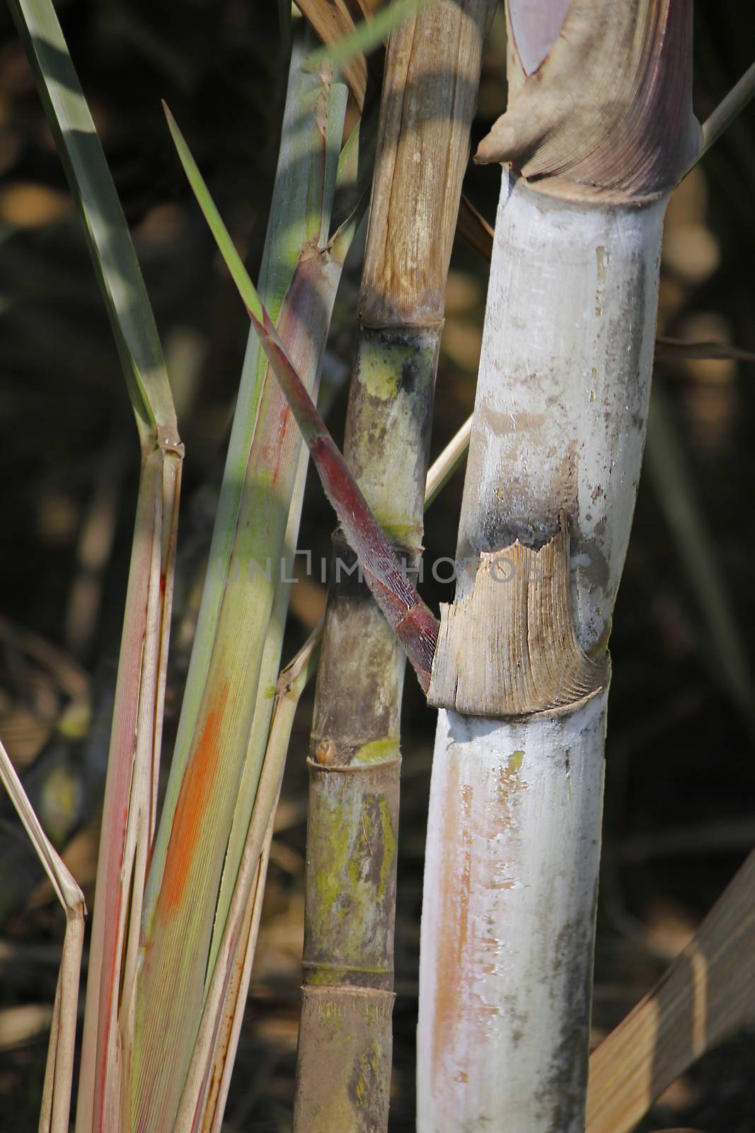 Field of Saccharum officinarum. Sugarcane  is any of several species of tall perennial true grasses of the genus Saccharum