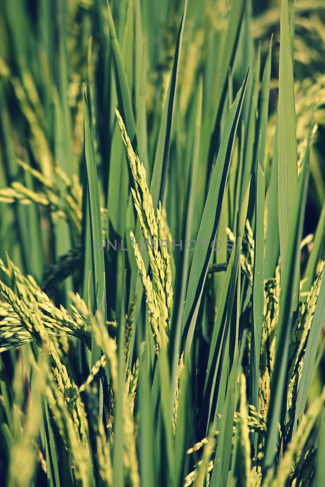 Oryza sativa, Rice Crop by yands