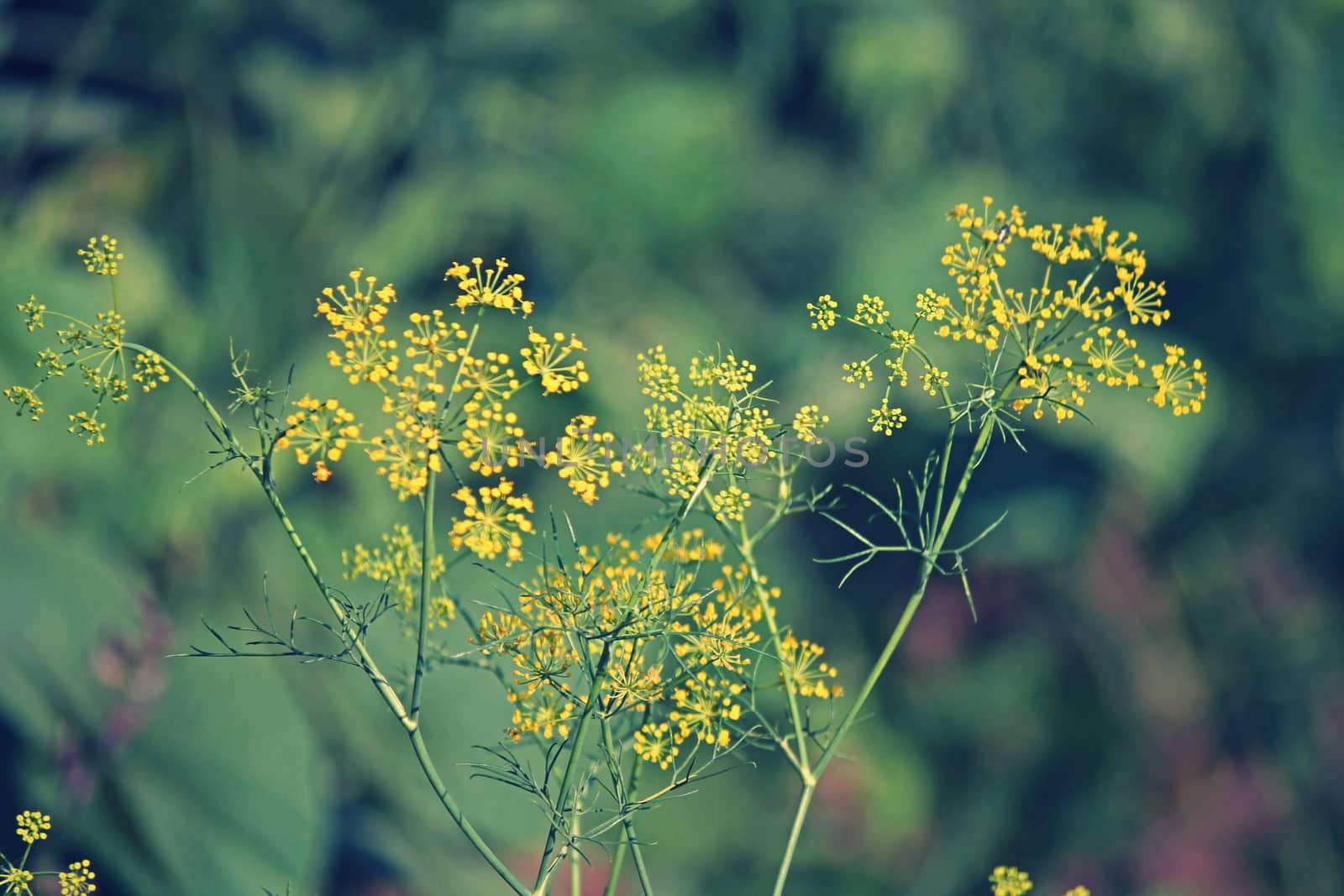 Fennel, Sweet fennel, Florence fennel, Finocchio, Foeniculum vul by yands