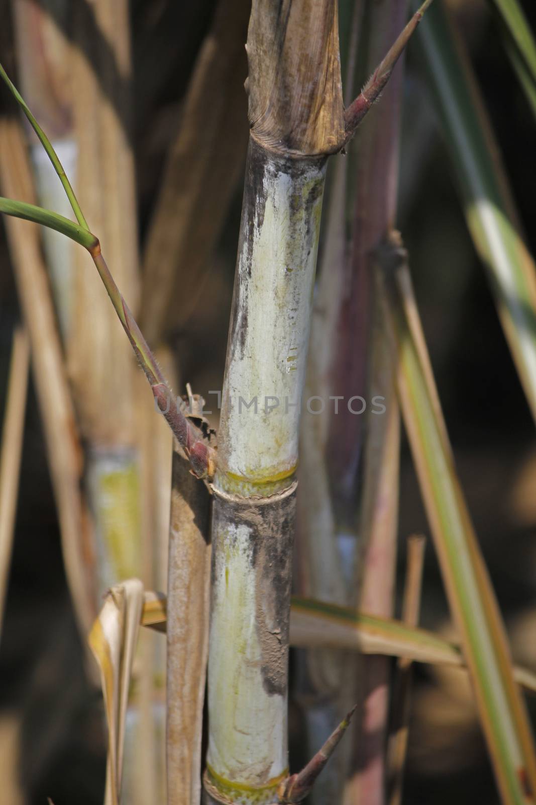 Field of Saccharum officinarum. Sugarcane  is any of several species of tall perennial true grasses of the genus Saccharum